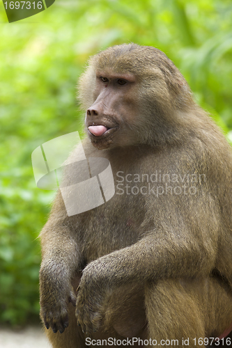 Image of Baboon