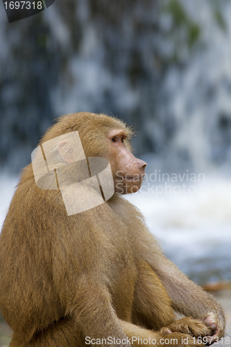 Image of Baboon