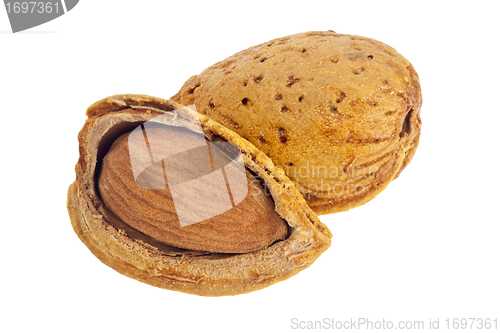 Image of Almond