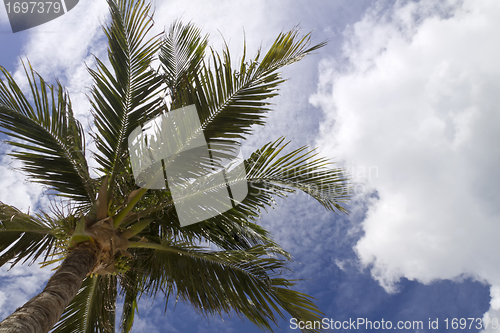 Image of Underside of Palm Tree