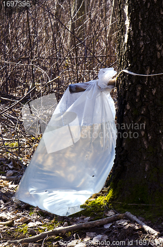 Image of Birch tree sap drink flow to polyethylene bag 