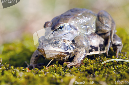 Image of frogs make love. Frog mating time in spring. 