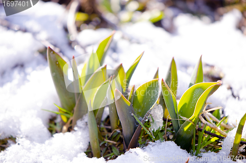 Image of Tulip leaves between melting snow in spring 