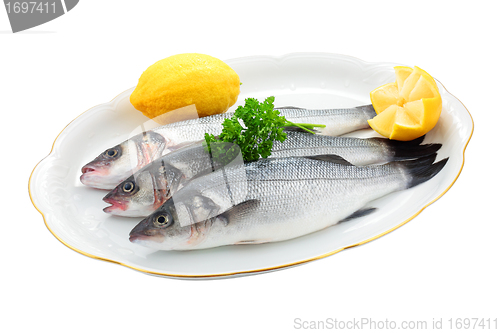 Image of Fresh sea bass