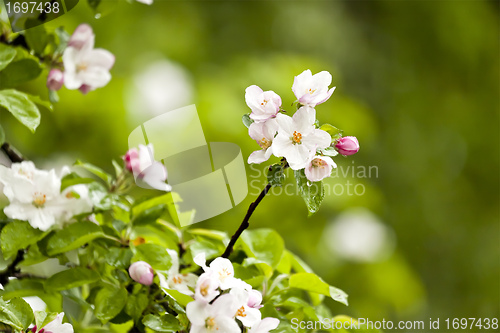 Image of apple blossom