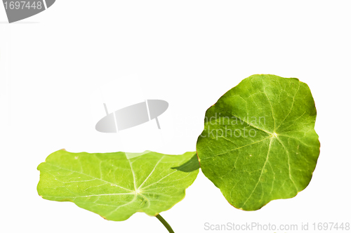 Image of nasturtium leaves