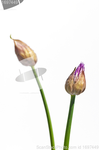 Image of chive blooming