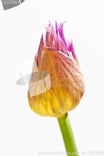 Image of chive blooming