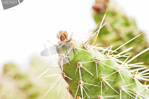 Image of cactus, Opuntia rhodantia