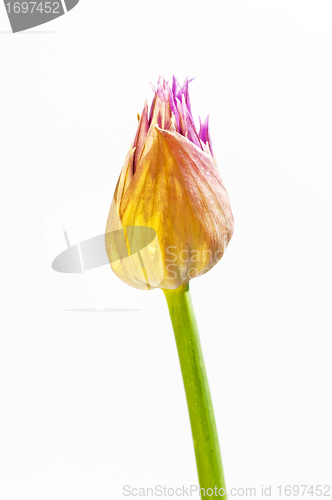 Image of chive blooming