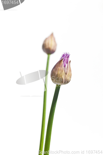 Image of chive blooming