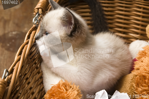 Image of Adorable small kitten in wicker basket 