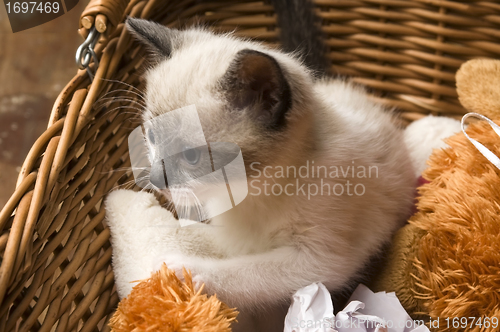 Image of Adorable small kitten in wicker basket 