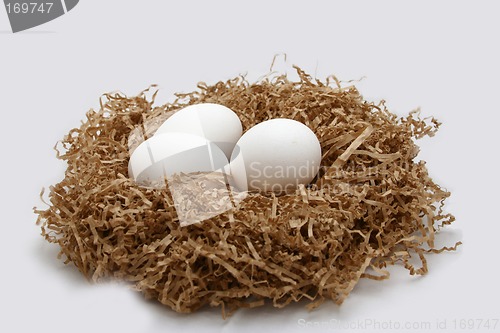 Image of Nest with eggs