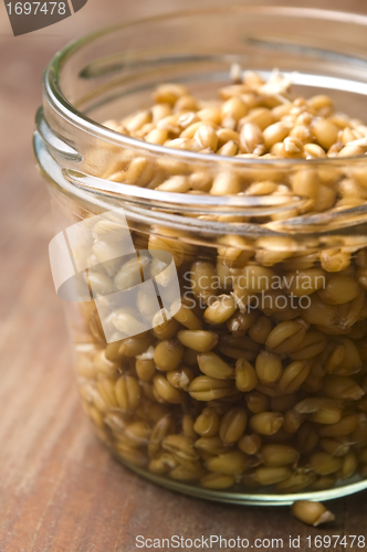 Image of Wheat Germs