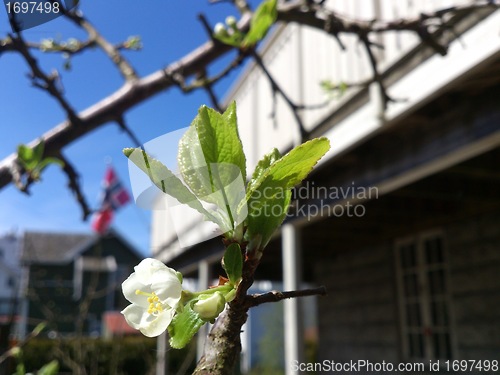 Image of Spring Plum Flower