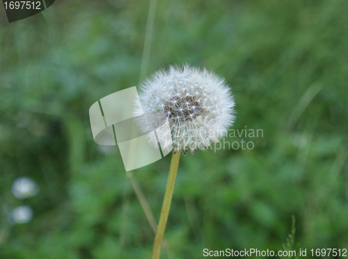 Image of Dandelion flower