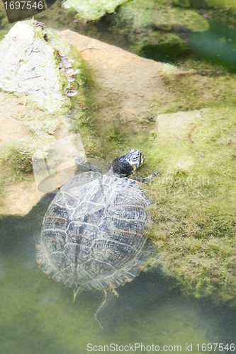 Image of Turtle crawling out of water