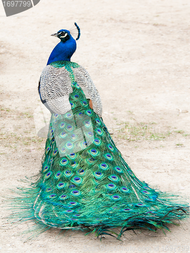 Image of Peacock