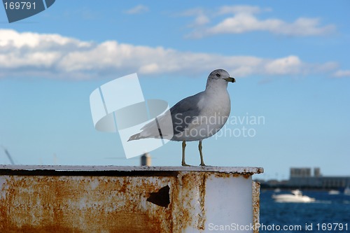 Image of Portrait of a SeaGull