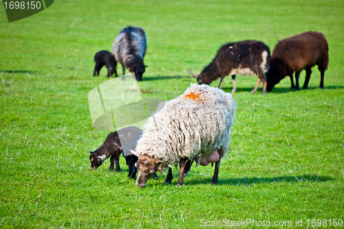 Image of grazing sheep