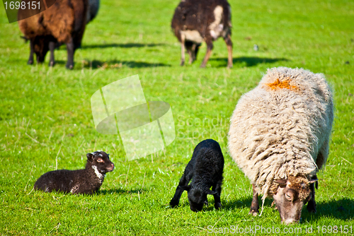 Image of grazing sheep