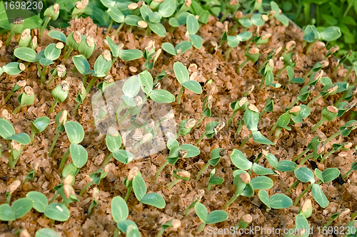 Image of Small watermelon seedling