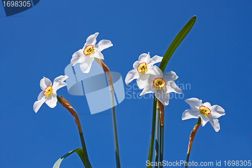 Image of Group of narcissus flowers