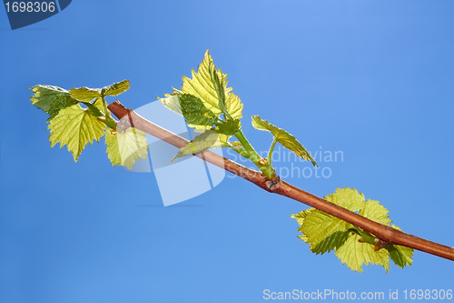 Image of Young leaves of grapes