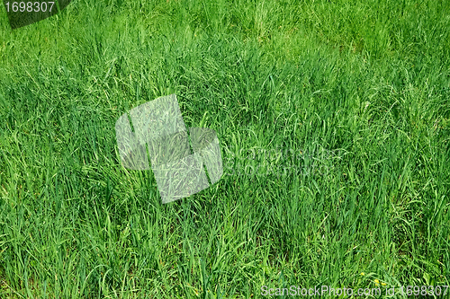 Image of Green grass as herbal texture