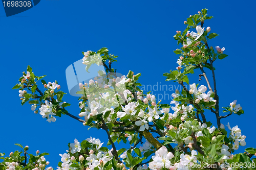 Image of Flowering apple branch
