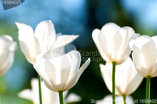 Image of White tulips 