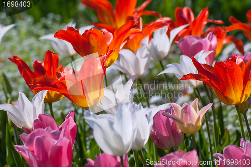 Image of Red, white and pink tulips in spring