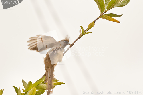 Image of Speckled Mousebird