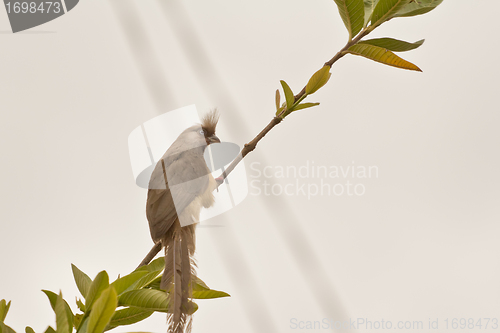 Image of Speckled Mousebird