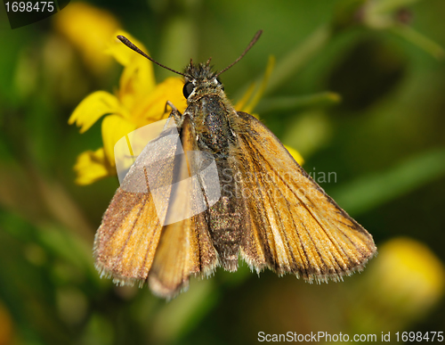 Image of Yellow Moth
