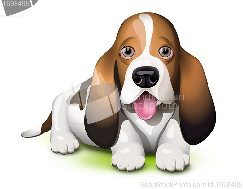 Image of Basset Hound puppy