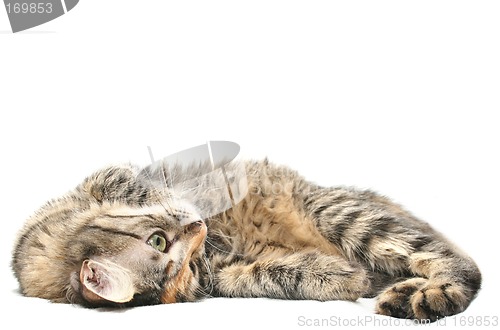 Image of Cat