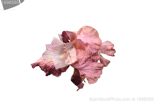 Image of iris flower pink and purple on white background