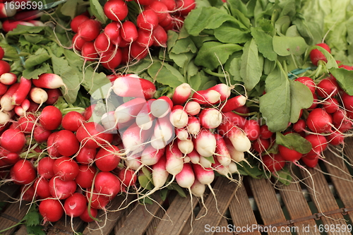 Image of bundles of red and white radishes at market