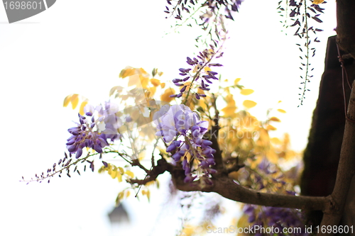 Image of wisteria flower, purple and blue against days