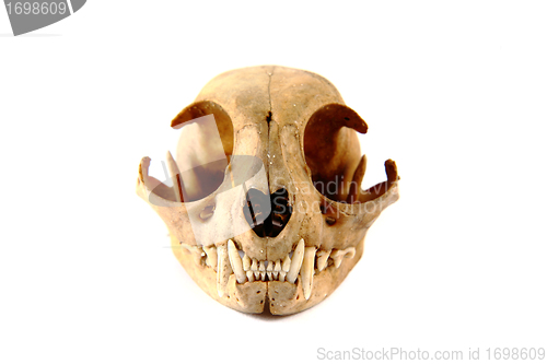 Image of cat skull