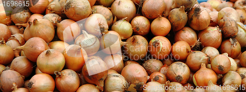 Image of onion background