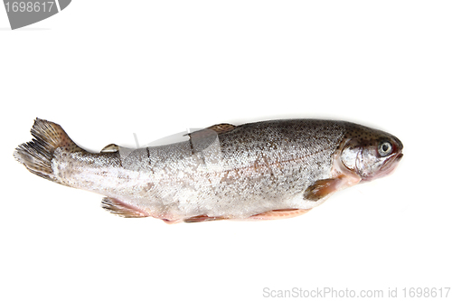 Image of trout fish