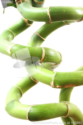 Image of Bamboo Spiral