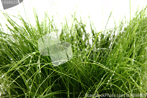 Image of green grass background with water drops