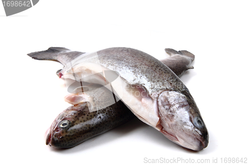 Image of trout fishes