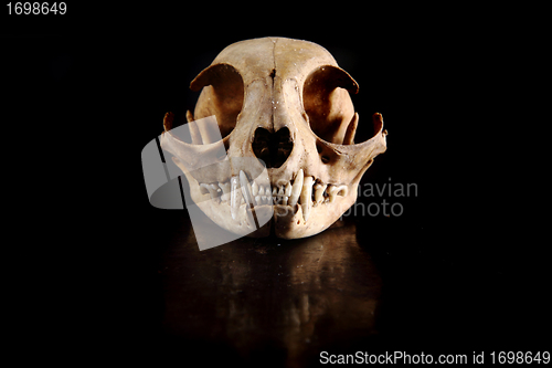 Image of cat skull