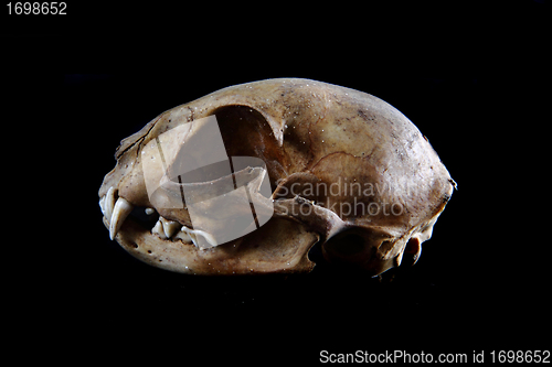 Image of cat skull