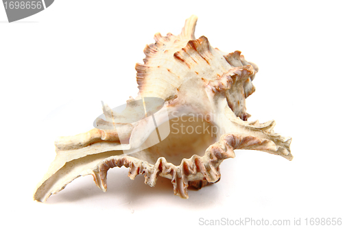 Image of nice exotic sea shell 